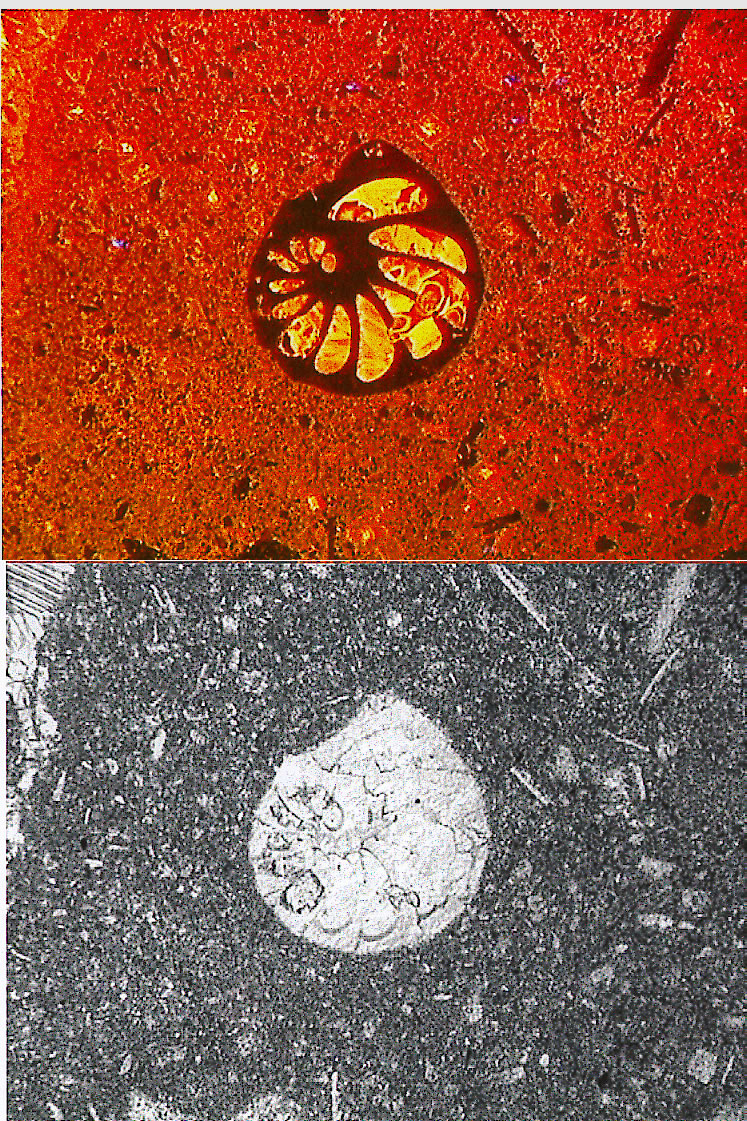benthic foram TrL Cl composite 